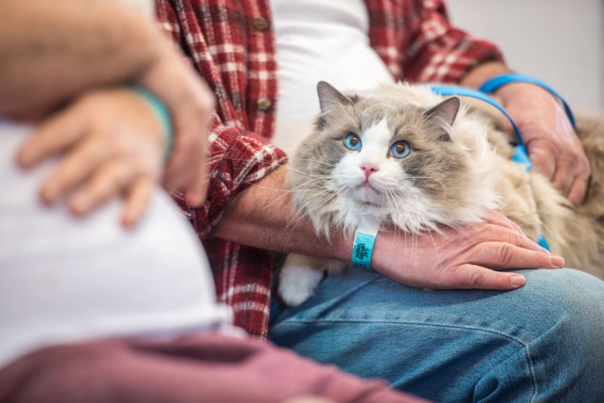 CAT LOVERS 2018 MELB sat-235